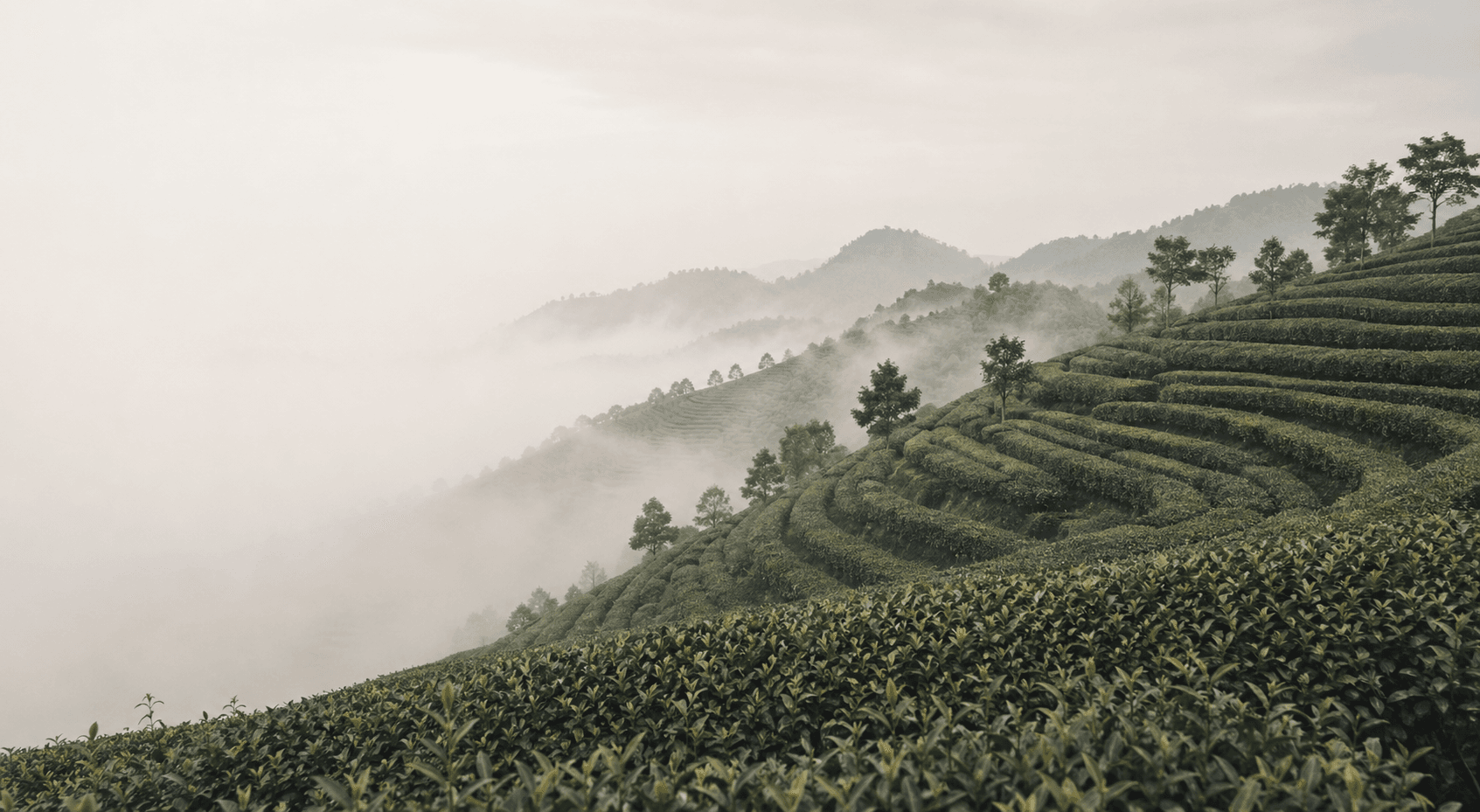 茶山来信连载